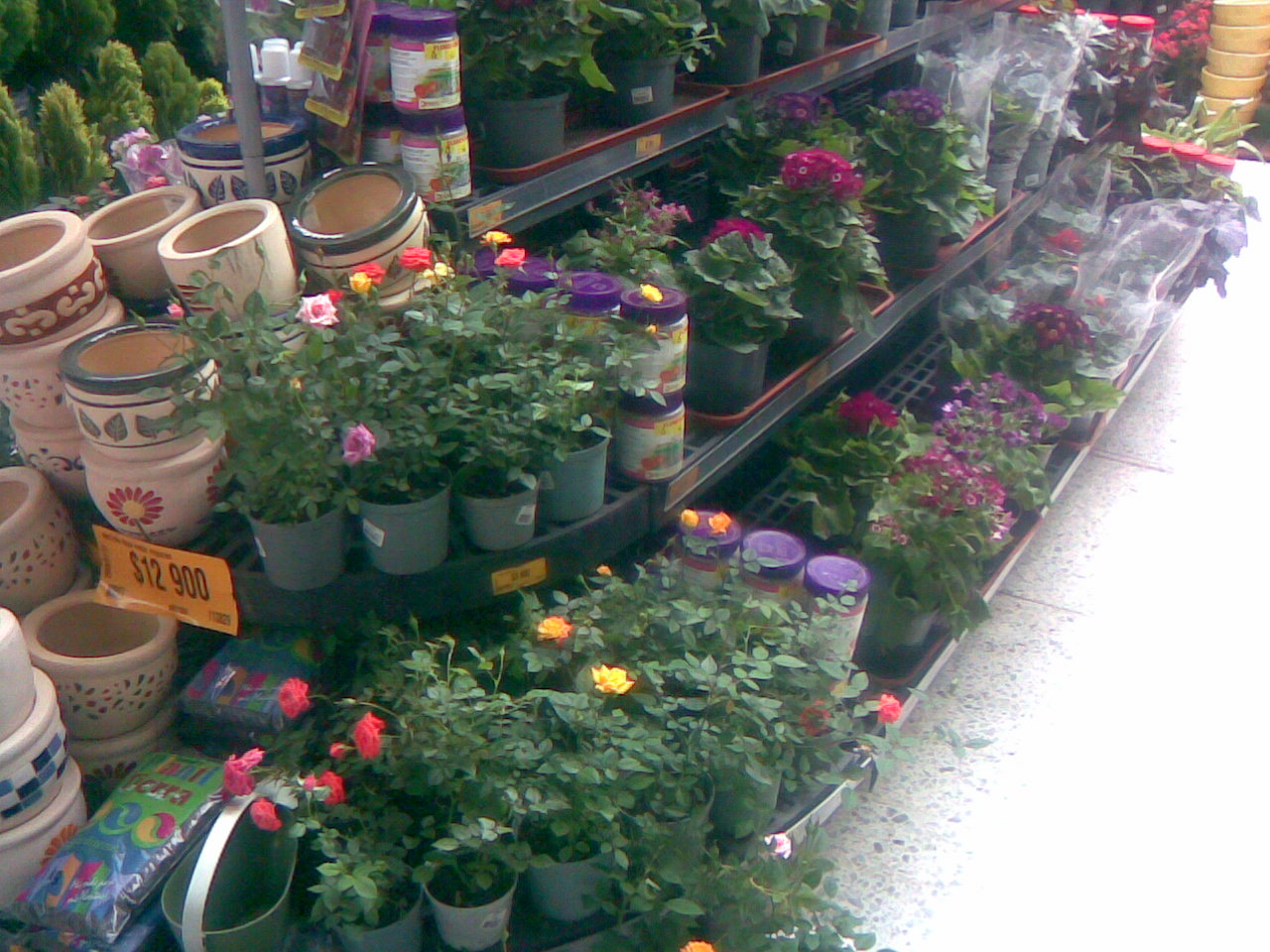 plantas vivas en estanterías planta viva vivero jardín estante para plantas vivas mostrador exhibidor de plantas vivas mostrador de plantas vivas en repisa armario tarima estantes de matas 0010 plantas vivas en estanterías planta viva vivero jardín estante para plantas vivas mostrador exhibidor de plantas vivas mostrador de plantas vivas en repisa armario tarima estantes de matas 0010
